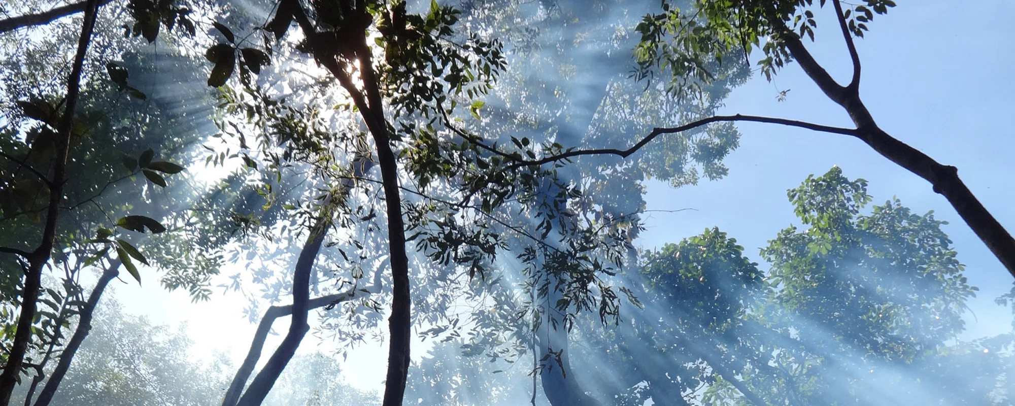 O Dia Internacional das Florestas e um futuro de mudanças climáticas