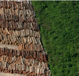 Entrevista: o futuro da conservação da floresta amazônica