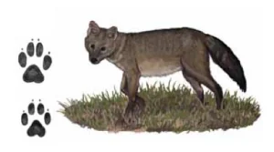 LOBINHO Dusicyon thous