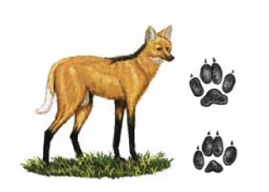 LOBO-GUARÁ Chrysocyon brachyurus