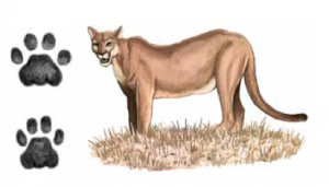 ONÇA-PARDA Puma concolor