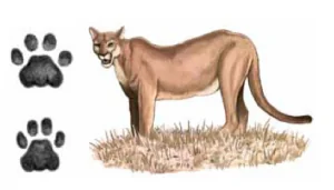 ONÇA-PARDA Puma concolor