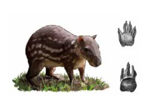 PACA Cunicullus paca