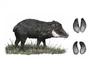 QUEIXADA Tayassu pecari