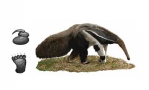 TAMANDUÁ-BANDEIRA Myrmecophaga tridactyla