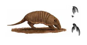 TATU-PEBA Euphractus sexcinctus