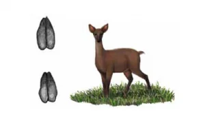 VEADO-MATEIRO Mazama Americana