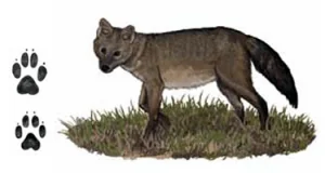 lobinho e suas pegadas