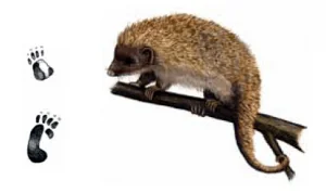 porco-espinho e suas pegadas