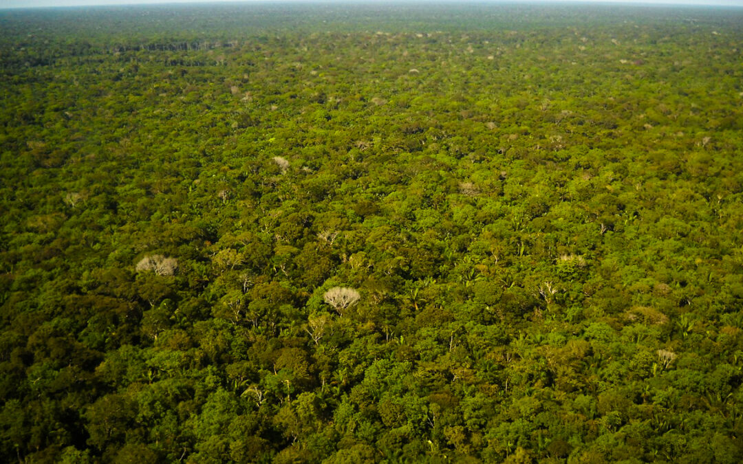 Conservar a Amazônia é questão ambiental, social e econômica, dizem cientistas
