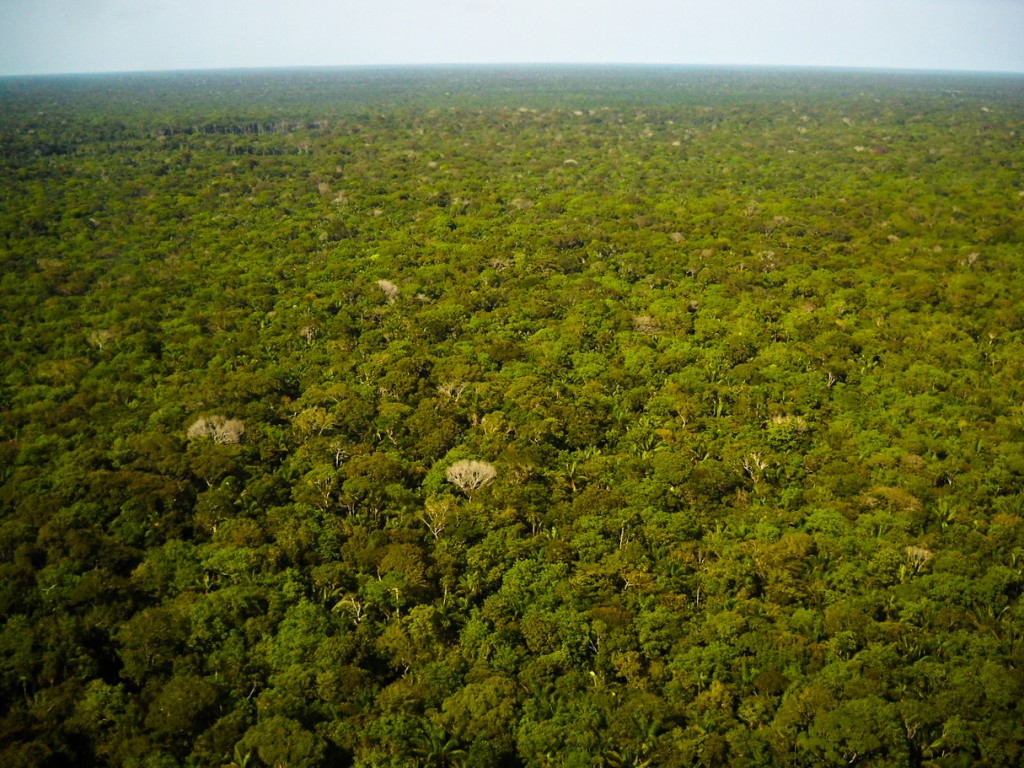 Imagem de dossel na Amazônia