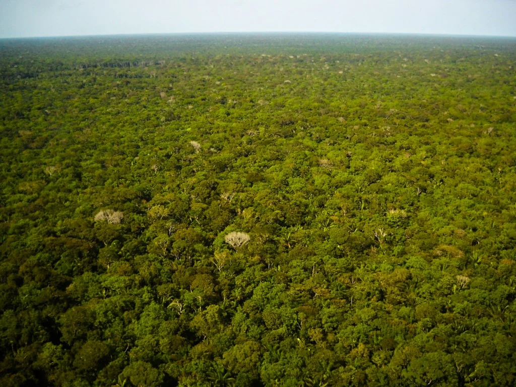 Imagem de dossel na Amazônia