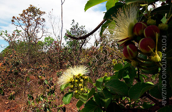 Flor do pequizeiro. Foto: Antonio Cruz/Agência Brasil