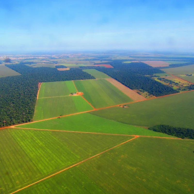 Desmatamento cresceu por igual na Amazônia em 2016, mostra análise