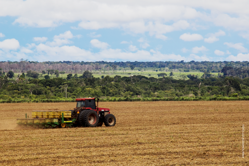Campo de soja com pecuária ao fundo em Querência (MT). Foto: Lucas Ramos/IPAM