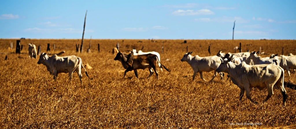Pecuária em Canarana (MT). Foto: Paulo Brando/IPAM