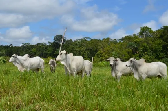 Zoneamento ecológico-econômico ainda tem longo caminho a percorrer