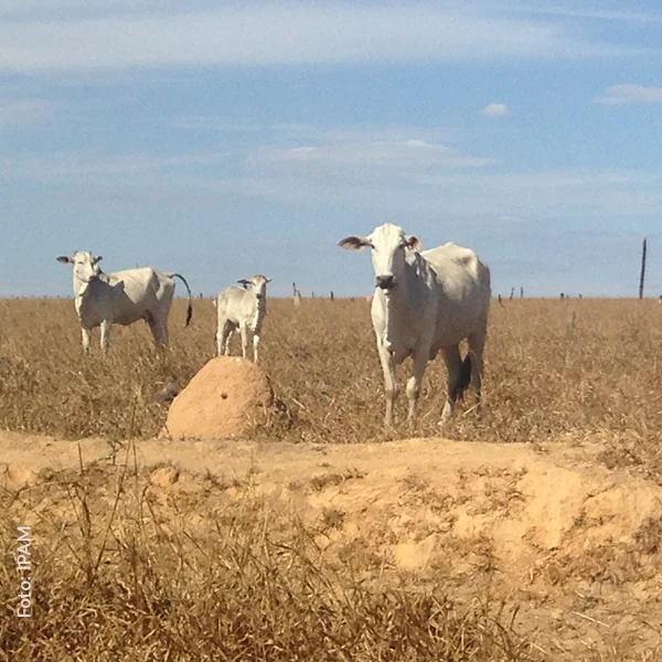 Artigo no “Correio Braziliense”: a quem interessa a transparência