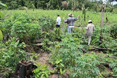 Noruega anuncia fundo de US$ 400 milhões para deter desmatamento tropical