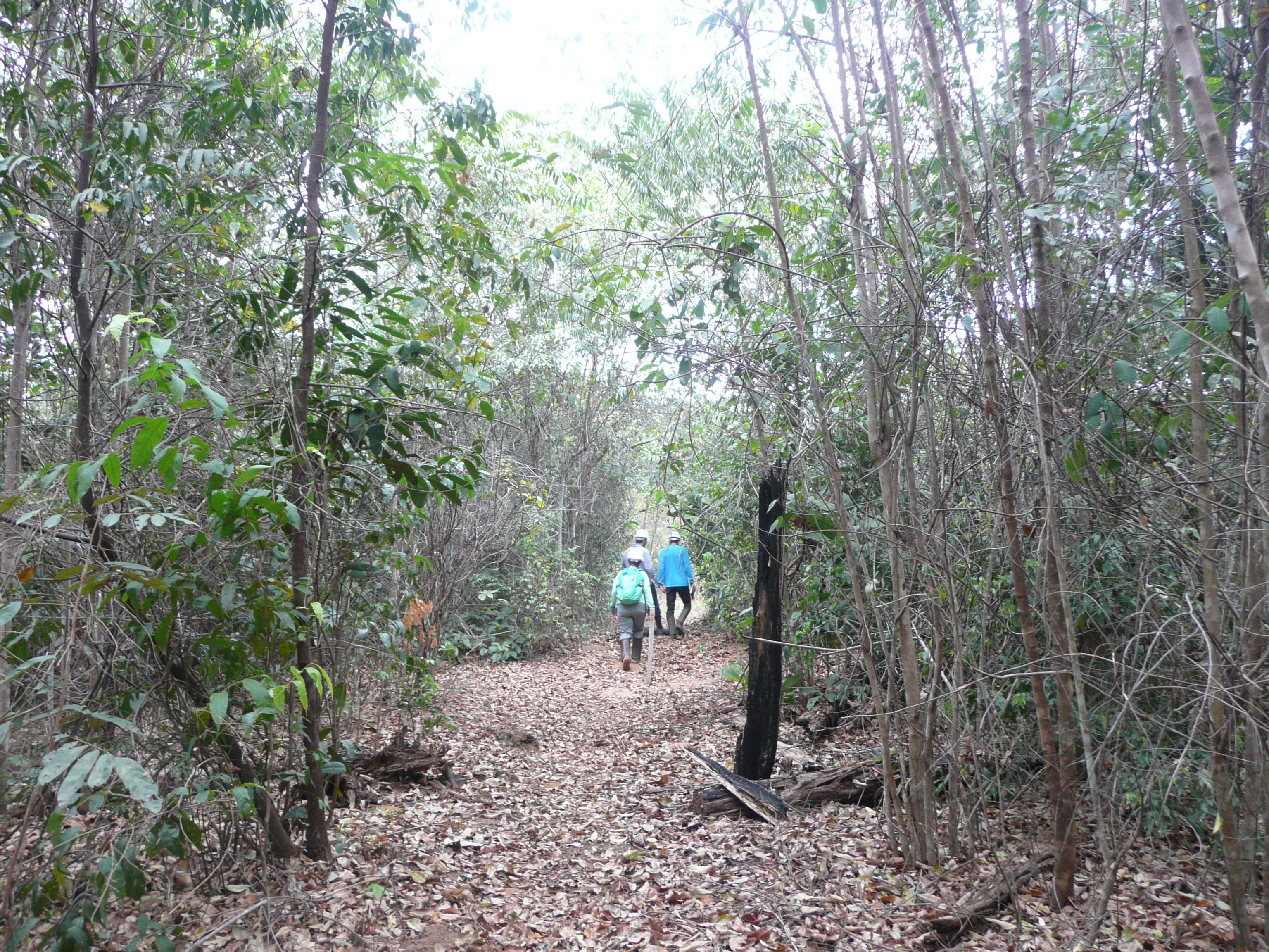 Implementação do Código Florestal caminha a passos lentos, mostra relatório