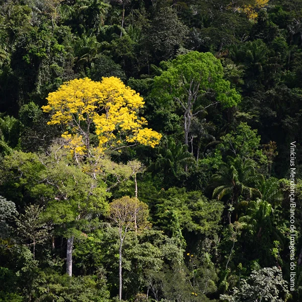 Sociedade civil repudia redução de unidades de conservação no Amazonas