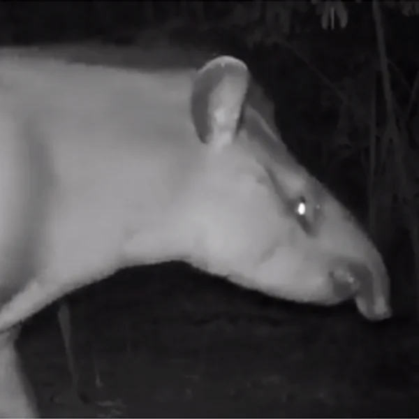 Animais selvagens podem ajudar a recuperar áreas degradadas na Amazônia