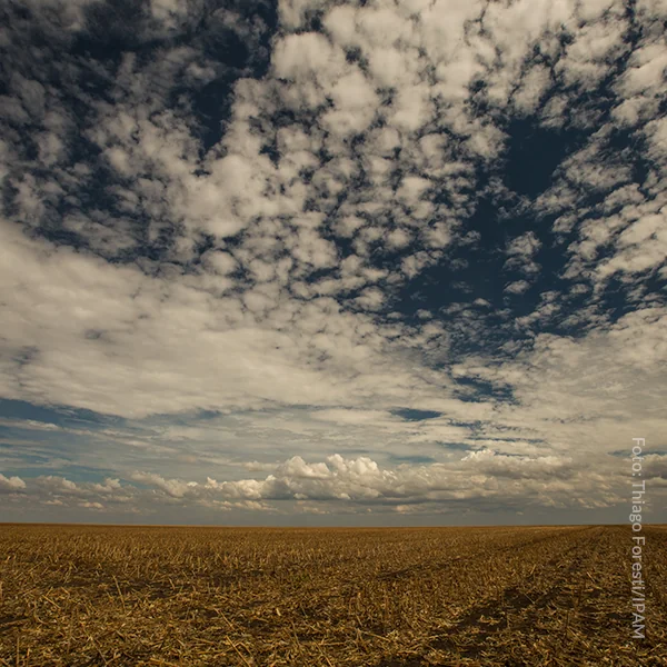 Desmatamento no Cerrado foi maior do que na Amazônia em 15 anos