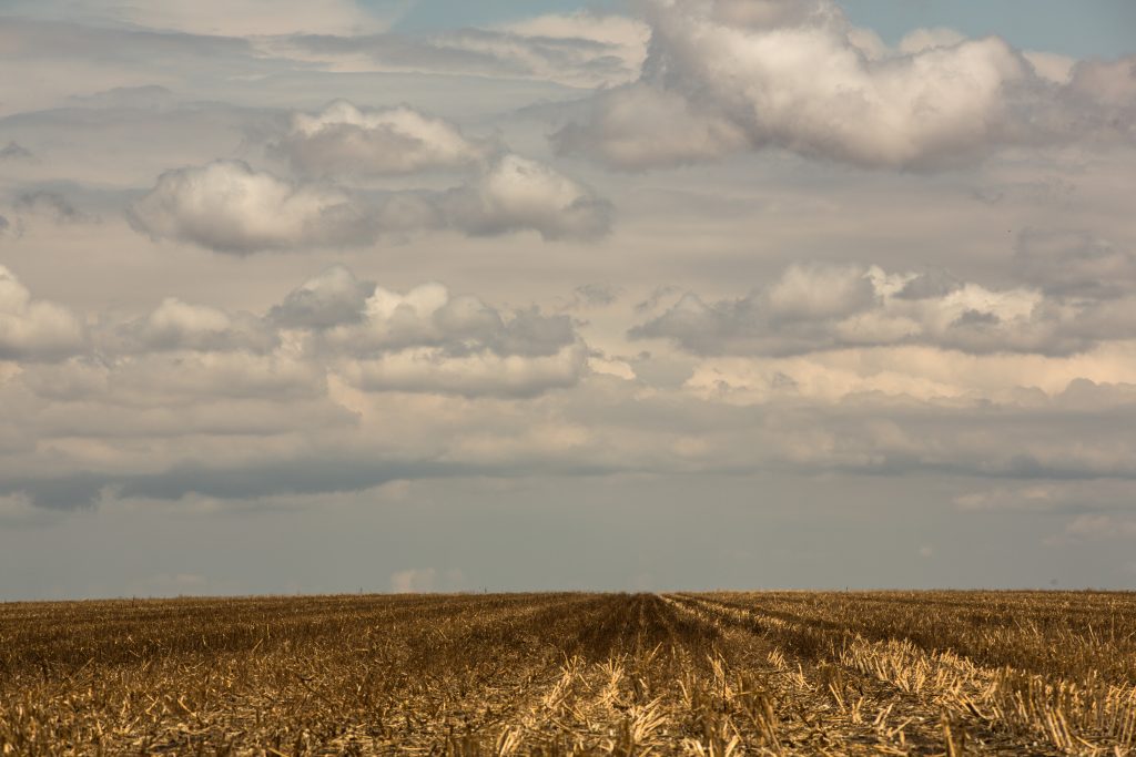 Área de cerrado convertida em plantação. Foto: Thiago Foresti/IPAM
