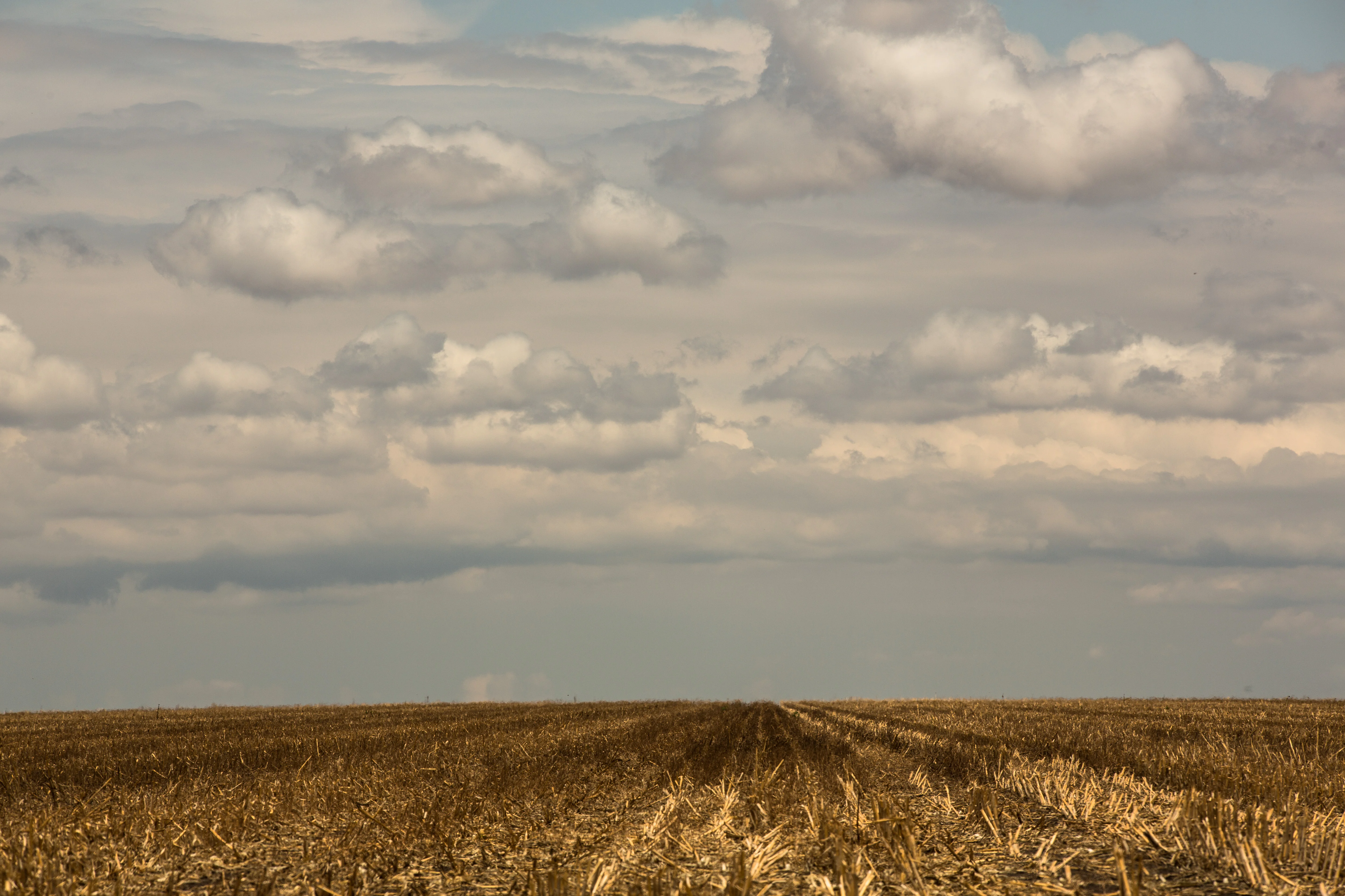 Cerrado perdeu três vezes mais vegetação que Amazônia em 15 anos