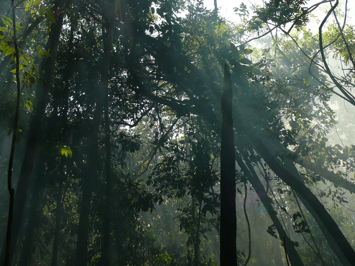 MPF calcula dano climático de desmatamento em ação no Amazonas