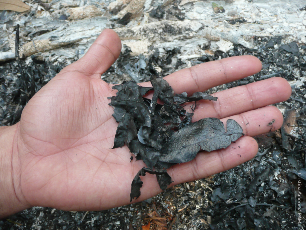 Área queimada na Amazônia. Foto: Cristina Amorim/IPAM