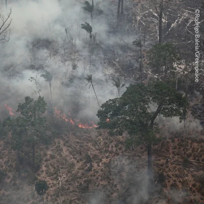 Congresso, rejeite nova proposta de Temer que reduz floresta no Pará