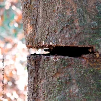 Desmatamento na Amazônia segue crítico mesmo com indício de queda
