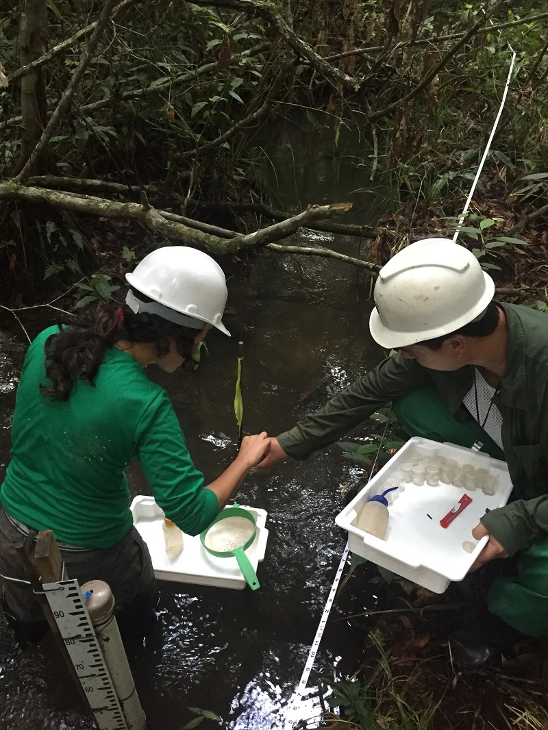 Pesquisa investiga o papel de insetos aquáticos no ecossistema