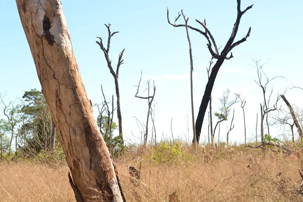 Incêndios afetam formigas e convertem floresta em savana derivada