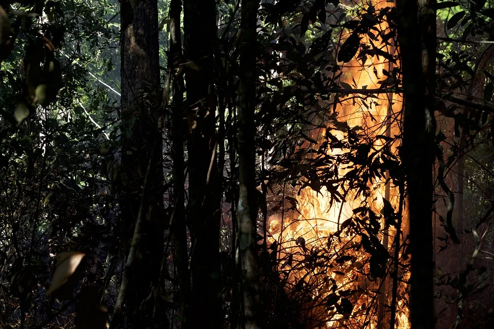 Fire has already impacted 95% of the Amazon species, shows study