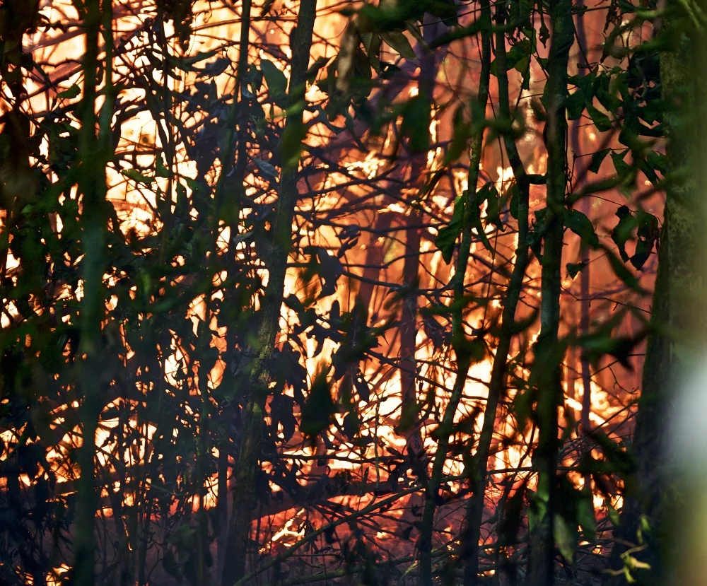 Emissões de carbono podem aumentar até 90% na Amazônia em 50 anos