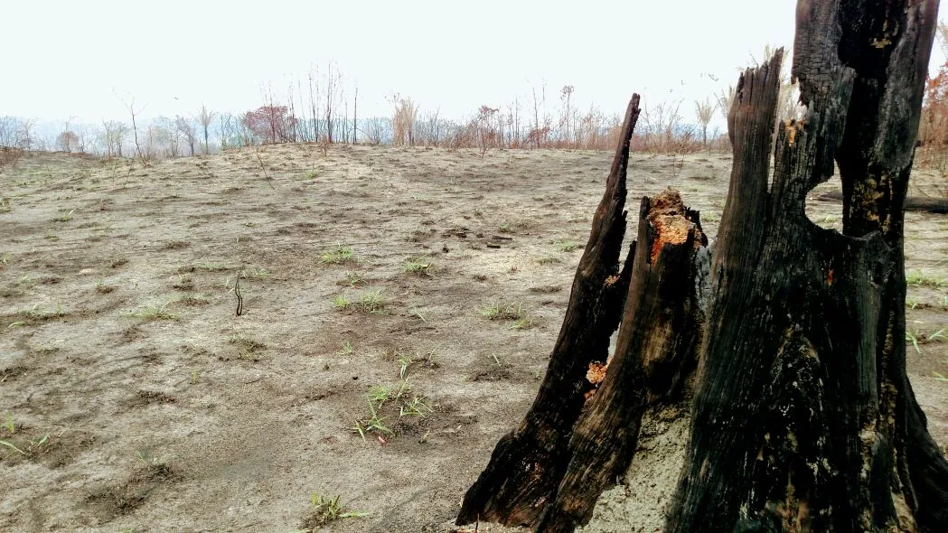 Emissões de gases do efeito estufa no Brasil sobem 9% em 2016