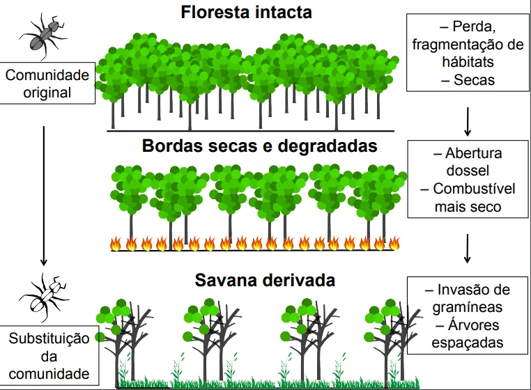 diagramaformigas