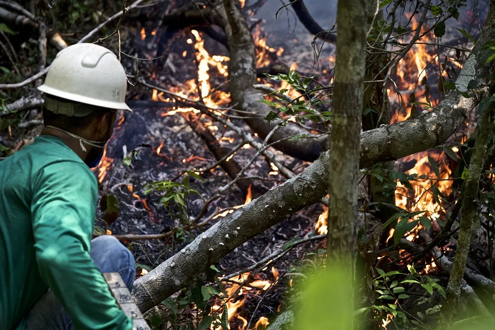 Florestas tropicais estão perdendo carbono, revela estudo