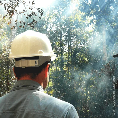 Trees in tropical rainforests are dying faster