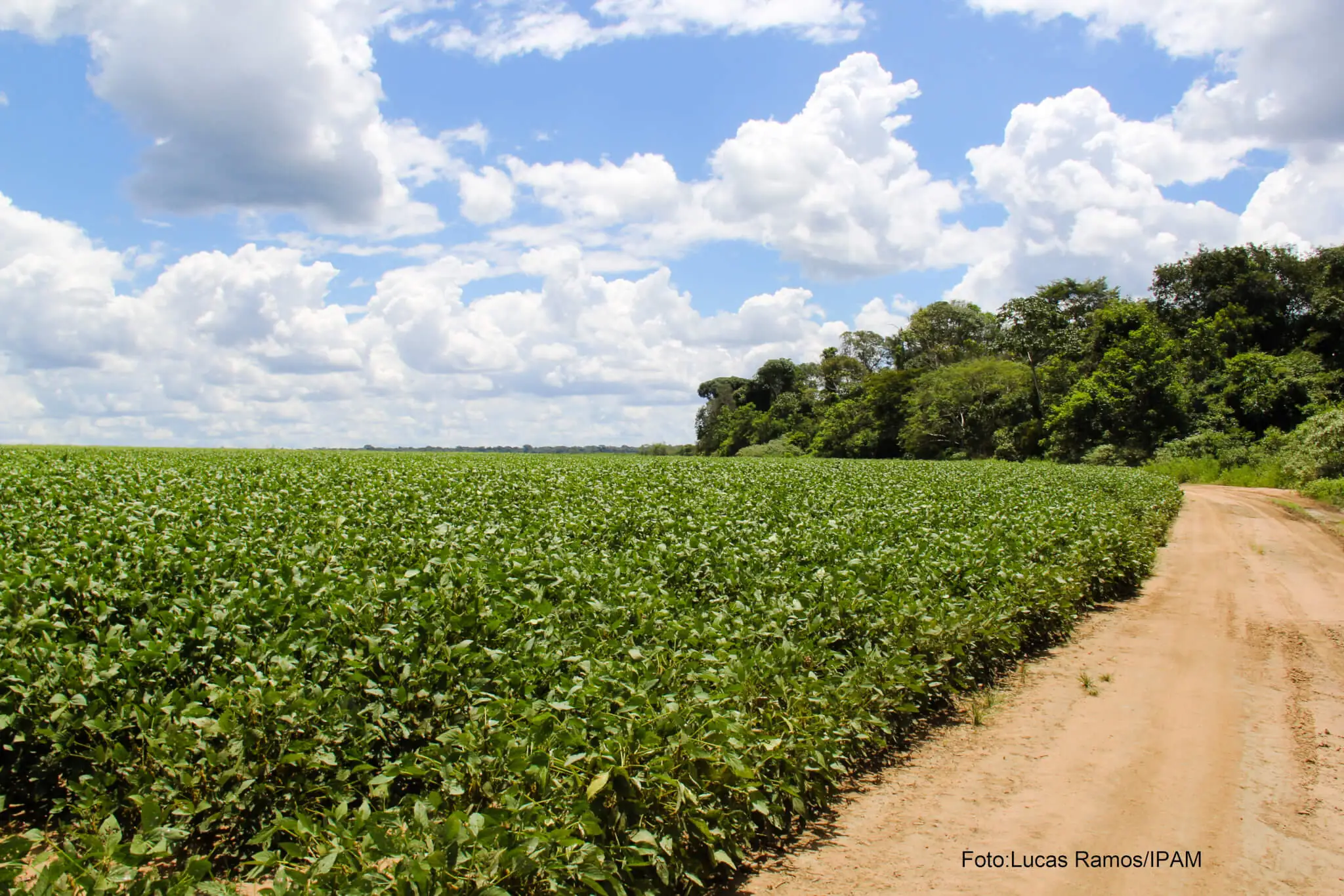 Guia para o atendimento ao Código Florestal ganha versão chinesa