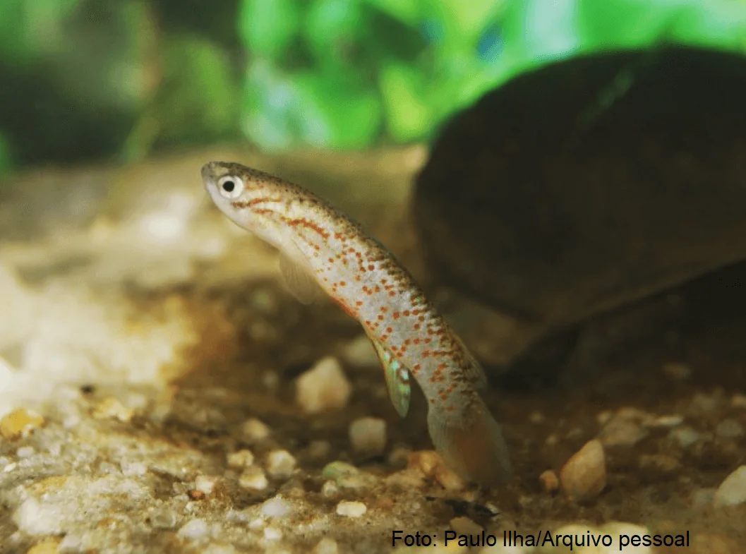 Desmatamento esquenta riachos e encolhe peixes na Amazônia
