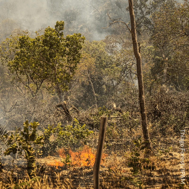 Desmatamento no Cerrado emitiu mais carbono que indústria em 2016