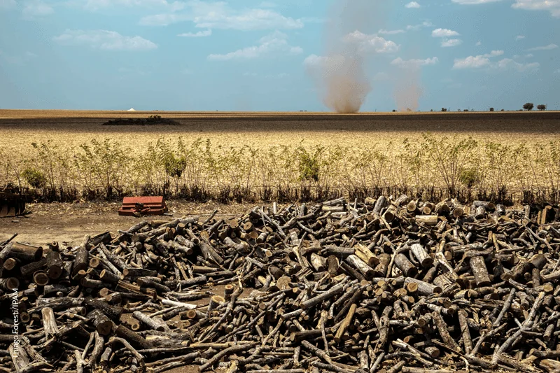 Deforestation rate in the Brazilian savanna fell in the last two years