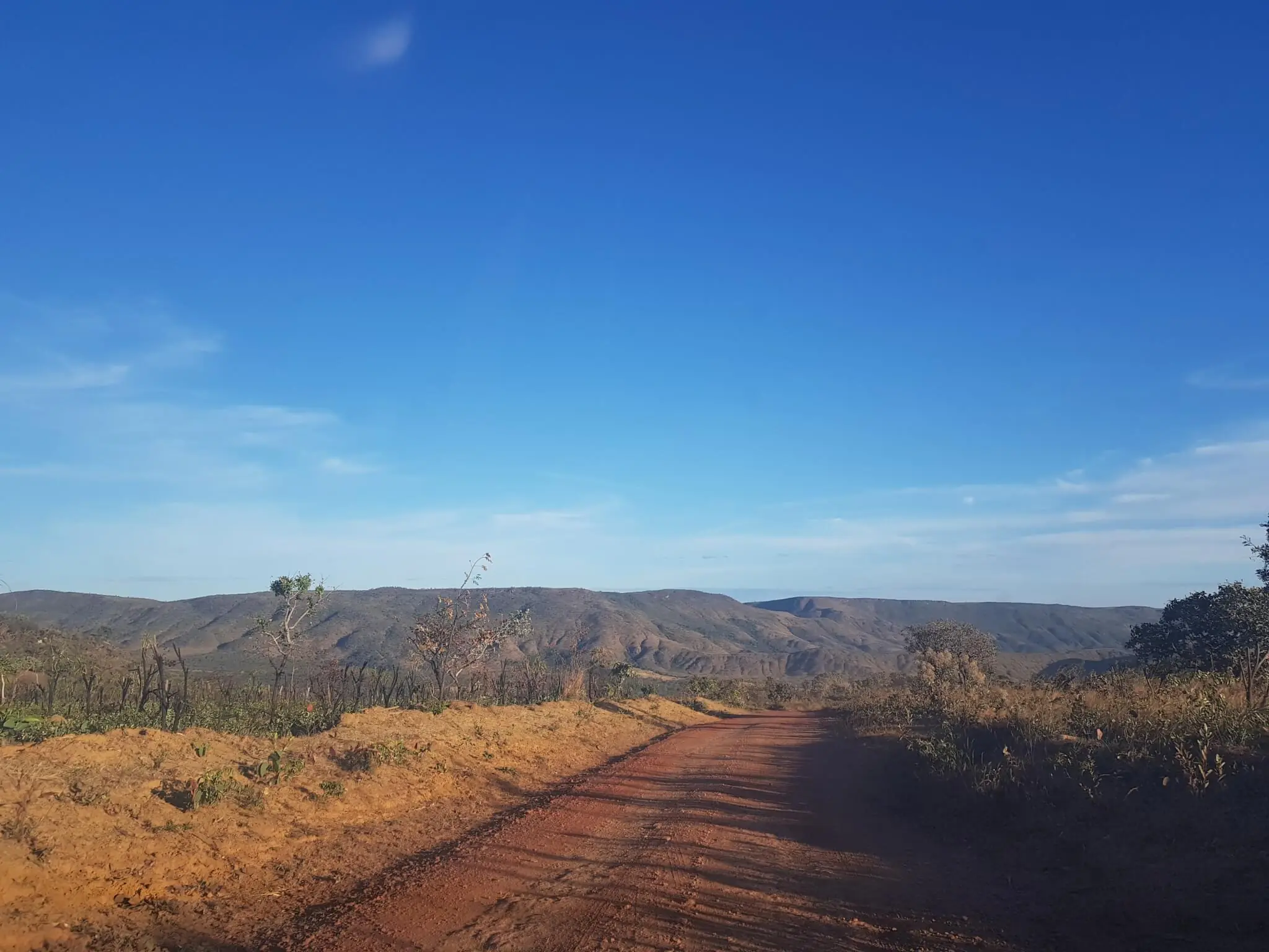 Estudo calcula equação para o estoque de carbono das árvores do Cerrado