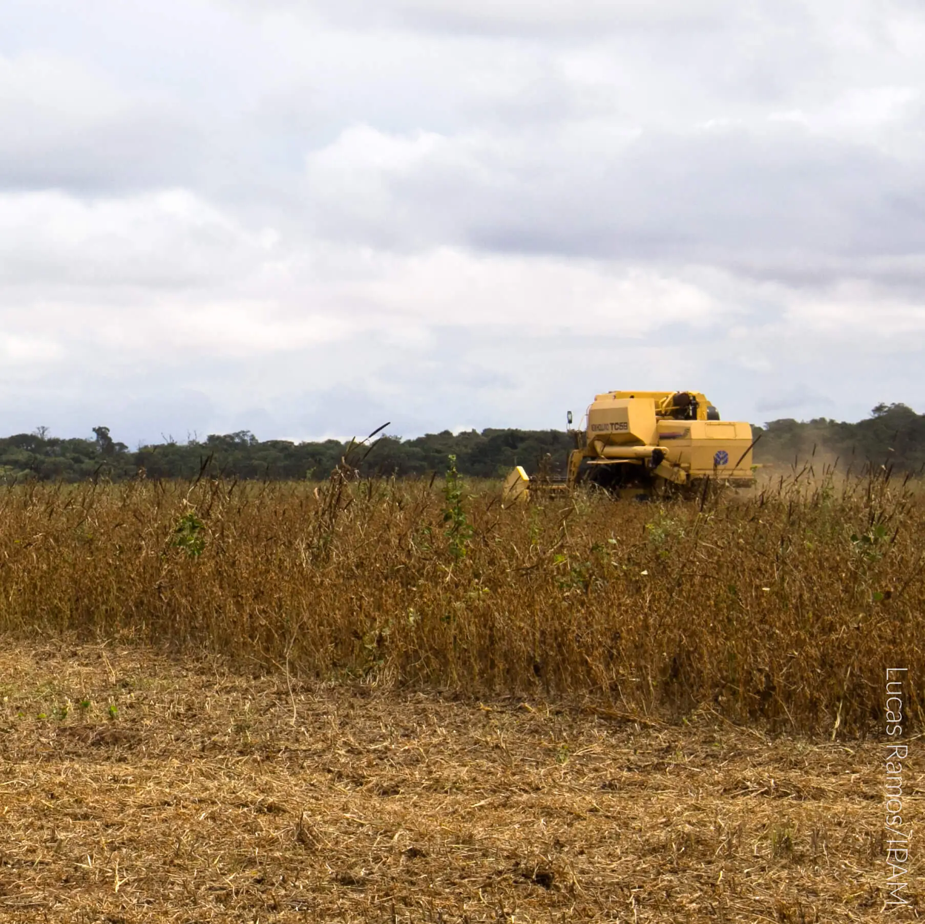 Solo da Amazônia guarda nitrogênio aplicado como fertilizante