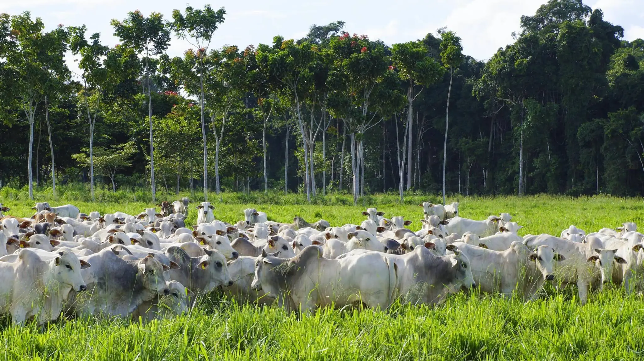 Ferramenta ajuda compradores a apoiarem produção sustentável