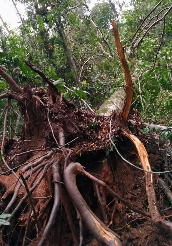 Tempestades de vento intensificam a degradação de florestas