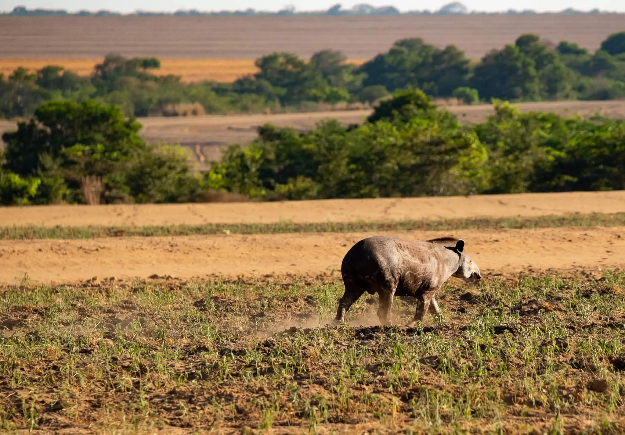 Cocô de anta ajuda a regenerar florestas degradadas na Amazônia